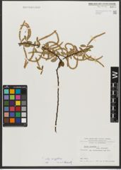 Foto von Salix triandra subsp. amygdalina (L.) Schübl. & G. Martens